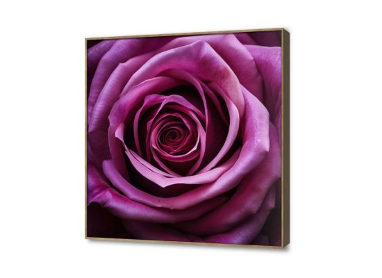 لوحة مودرن زهرة موف SA22861 كل التابلوهات المودرن, ورود - زهور - نباتات اللون الواحد, موف – ارجوانى صور فوتوغرافية, لوحات فنية, مودرن غرفة الاستقبال, غرفة المعيشة, غرفة النوم, مدخل المنزل فصل الربيع ببرواز, برواز خشبى, مربع
