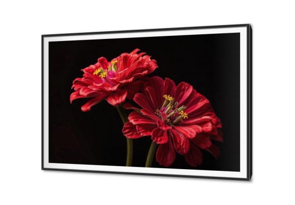 تابلوهات - وردة حمراء SA27355 كل التابلوهات المودرن, ورود - زهور - نباتات احمر - نبيتى, اسود, اللون الواحد صور فوتوغرافية, لوحات فنية, مودرن غرفة الاستقبال, غرفة المعيشة, غرفة النوم, مدخل المنزل, مكاتب – شركات - اعمال بالعرض, ببرواز, برواز SF9, برواز اسود, مستطيل