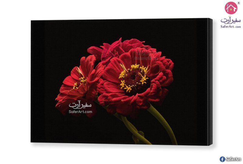 تابلوهات - وردة حمراء SA27355 تابلوهات مودرن احمر - نبيتى صور فوتوغرافية غرفة الاستقبال