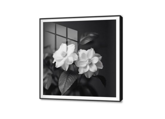 لوحات مودرن الوردة البيضاء SA28550 كل التابلوهات المودرن, ورود - زهور - نباتات ابيض و اسود, اسود, اللون الواحد صور فوتوغرافية, مودرن غرفة الاستقبال, غرفة المعيشة, مكاتب – شركات - اعمال اكريليك, ببرواز, برواز SF9, برواز اسود, مربع