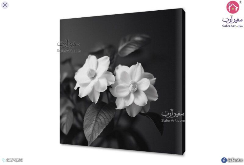 لوحات مودرن الوردة البيضاء SA28550 تابلوهات مودرن ابيض و اسود صور فوتوغرافية غرفة الاستقبال