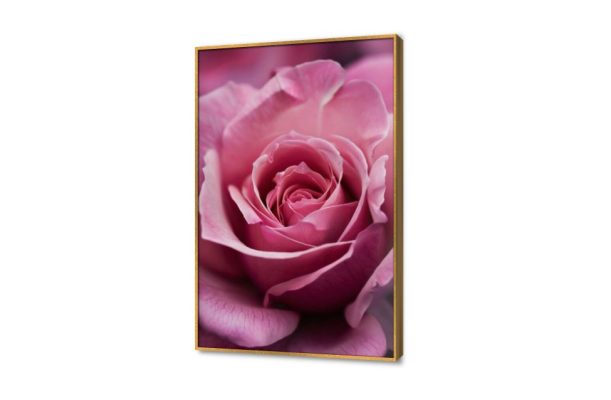 تابلوه مودرن وردة بينك جميلة SA44851 كل التابلوهات المودرن, ورود - زهور - نباتات بينك – فوشيا, قوى و زاهى صور فوتوغرافية, مودرن غرفة الاستقبال, غرفة المعيشة, غرفة النوم, غرفة بنات, مدخل المنزل فصل الربيع بالطول, ببرواز, برواز ذهبى, مستطيل