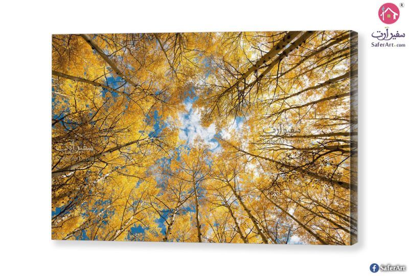 لوحه ديكور - أشجار الغابة فى فصل الخريف