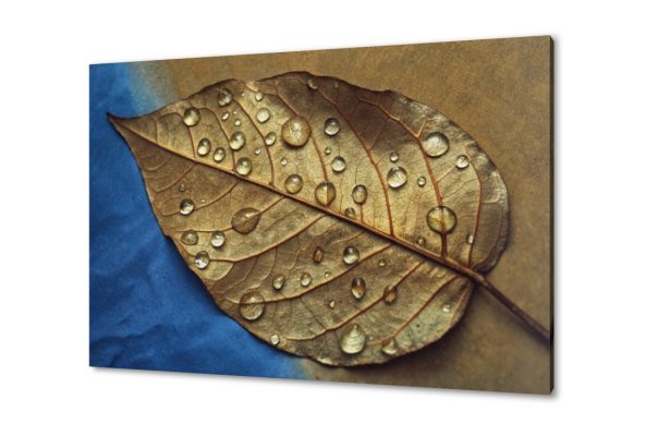 لوحة فنية لورقة شجر ذهبية بقطرات الندى SA95105 كل التابلوهات المودرن, اوراق شجر - نباتات, ورود - زهور - نباتات ازرق - تركواز, بنى - بيج, فضى – ذهبى بسيط و هادئ, ديجيتال آرت, صور فوتوغرافية, مودرن غرفة الاستقبال, غرفة المعيشة, غرفة النوم, مدخل المنزل, مكاتب – شركات - اعمال بالعرض, مستطيل