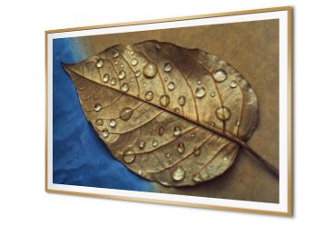 لوحة فنية لورقة شجر ذهبية بقطرات الندى SA95105 كل التابلوهات المودرن, اوراق شجر - نباتات, مميزة و مختارة, ورود - زهور - نباتات ازرق - تركواز, فضى – ذهبى بسيط و هادئ, ديجيتال آرت, صور فوتوغرافية, مودرن غرفة الاستقبال, غرفة المعيشة, غرفة النوم, مدخل المنزل, مكاتب – شركات - اعمال بالعرض, ببرواز, برواز SF9, برواز ذهبى, مستطيل