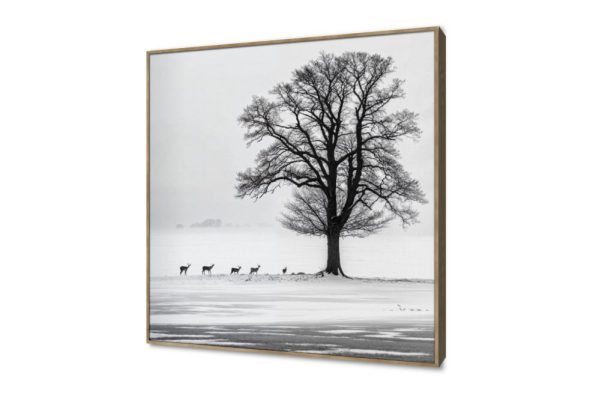 لوحات حائط لمشهد شتوي هادئ مع الغزلان SA95821 كل التابلوهات المودرن, اشجار, غزلان, مزارع - حقول, حيوانات و طيور, مناظر طبيعية ابيض و اسود, اسود, اللون الواحد, رمادى بسيط و هادئ, ديجيتال آرت, صور فوتوغرافية, مودرن غرفة الاستقبال, غرفة المعيشة, غرفة النوم, مدخل المنزل, مكاتب – شركات - اعمال شتاء و ثلوج, وقت الضباب بالطول, ببرواز, برواز خشبى, مربع