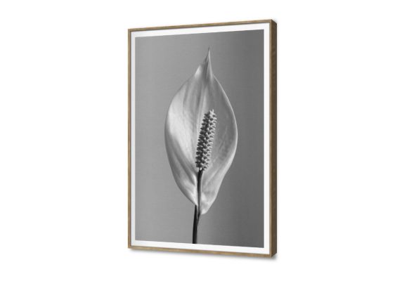 لوحة فنية زهرة كالا ليلى ابيض واسود مودرن SA102222 كل التابلوهات المودرن, ورود - زهور - نباتات ابيض - اوف وايت, ابيض و اسود, اسود, رمادى بسيط و هادئ, صور فوتوغرافية, مودرن غرفة الاستقبال, غرفة المعيشة, غرفة النوم, مدخل المنزل, مكاتب – شركات - اعمال فصل الربيع بالطول, ببرواز, برواز SF9, برواز خشبى, مستطيل