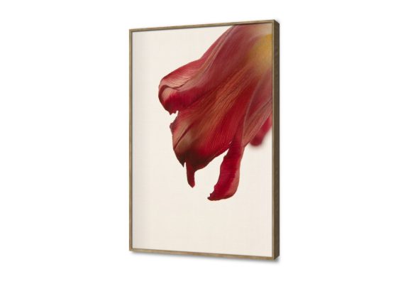 لوحة فنية لزهرة حمراء بتصميم مودرن انيق SA102283 كل التابلوهات المودرن, ورود - زهور - نباتات ابيض - اوف وايت, احمر - نبيتى بسيط و هادئ, صور فوتوغرافية, مودرن غرفة الاستقبال, غرفة المعيشة, غرفة النوم, مدخل المنزل, مكاتب – شركات - اعمال فصل الربيع بالطول, ببرواز, برواز خشبى, مستطيل