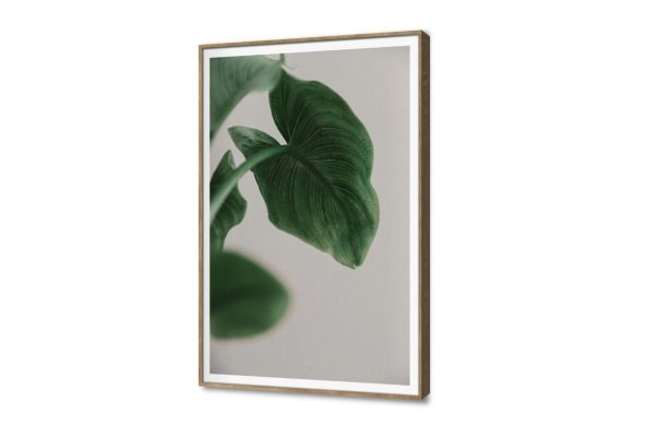 لوحة فنية لورقة شجر خضراء بلمسة عصرية SA102288 كل التابلوهات المودرن, اوراق شجر - نباتات, ورود - زهور - نباتات اخضر - زيتى, رمادى بسيط و هادئ, بوهو ستايل, صور فوتوغرافية, مودرن غرفة الاستقبال, غرفة المعيشة, غرفة النوم, مدخل المنزل, مكاتب – شركات - اعمال فصل الربيع بالطول, ببرواز, برواز SF9, برواز خشبى, مستطيل