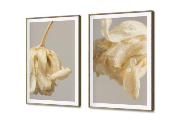 لوحات ديكور مودرن لزهور جافة بتفاصيل فنية SA102298 كل التابلوهات المودرن, ورود - زهور - نباتات ابيض - اوف وايت, اصفر, بنى - بيج, رمادى بسيط و هادئ, بوهو ستايل, صور فوتوغرافية, مودرن غرفة الاستقبال, غرفة المعيشة, غرفة النوم, مدخل المنزل, مكاتب – شركات - اعمال فصل الخريف بالعرض, ببرواز, برواز SF9, برواز خشبى, مستطيل