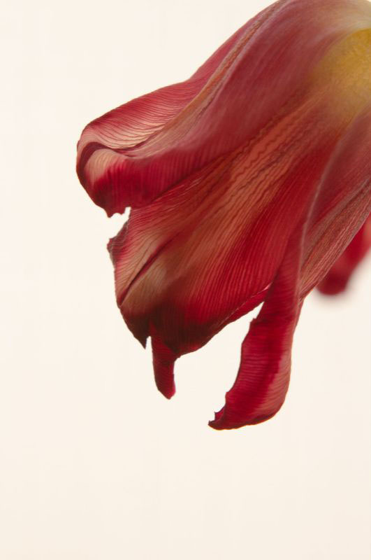 Single Product 3D preview SA