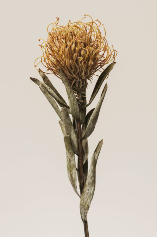 Single Product 3D preview SA Single Product 3D preview SA