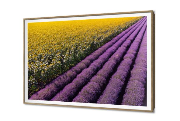 لوحات حائط مودرن حقول اللافندر وعباد الشمس الزاهية SA104283 كل التابلوهات المودرن, مزارع - حقول, مناظر طبيعية اصفر, قوى و زاهى, موف – ارجوانى صور فوتوغرافية, مودرن غرفة الاستقبال, غرفة المعيشة, مدخل المنزل, مكاتب – شركات - اعمال فصل الربيع بالعرض, ببرواز, برواز SF9, برواز خشبى, مستطيل