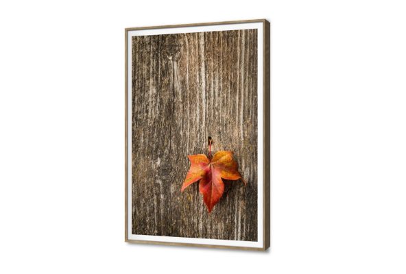 لوحة فنية لورقة خريف على خشب طبيعي SA104927 كل التابلوهات المودرن, اوراق شجر - نباتات, طبيعه صامتة, ورود - زهور - نباتات برتقالى, بنى - بيج بسيط و هادئ, صور فوتوغرافية, عتيق - فينتاج, كلاسيك – نيو كلاسيك, لوحات فنية, مودرن غرفة الاستقبال, غرفة المعيشة, غرفة النوم, مدخل المنزل, مكاتب – شركات - اعمال فصل الخريف بالطول, ببرواز, برواز SF9, برواز خشبى, مستطيل
