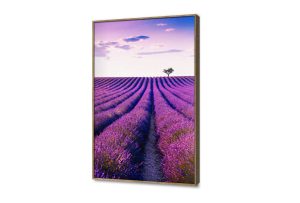 لوحات حائط مودرن لحقول اللافندر الساحرة SA105357 اوراق شجر - نباتات, كل التابلوهات المودرن, مناظر طبيعية, ورود - زهور - نباتات ازرق - تركواز, قوى و زاهى, موف – ارجوانى بسيط و هادئ, صور فوتوغرافية, مودرن غرفة الاستقبال, غرفة المعيشة, غرفة النوم, مدخل المنزل, مكاتب – شركات - اعمال شروق - غروب بالطول, ببرواز, برواز خشبى, مستطيل