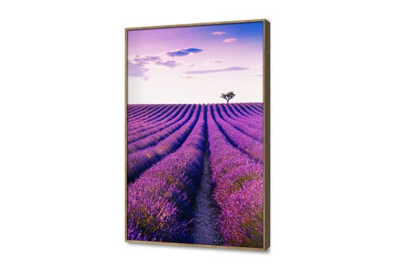 لوحات حائط مودرن لحقول اللافندر الساحرة SA105357 اوراق شجر - نباتات, كل التابلوهات المودرن, مناظر طبيعية, ورود - زهور - نباتات ازرق - تركواز, قوى و زاهى, موف – ارجوانى بسيط و هادئ, صور فوتوغرافية, مودرن غرفة الاستقبال, غرفة المعيشة, غرفة النوم, مدخل المنزل, مكاتب – شركات - اعمال شروق - غروب بالطول, ببرواز, برواز خشبى, مستطيل