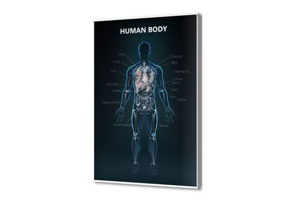 تابلوه مودرن تشريحي لجسم الانسان التعليمي SA107054 كل التابلوهات المودرن, اعمال و شركات, علوم, عيادات - طبيه - مستشفيات اسود, الوان داكنة الستريشن - فيكتور, ديجيتال آرت, مودرن مكاتب – شركات - اعمال بالطول, ببرواز, برواز ابيض, مستطيل
