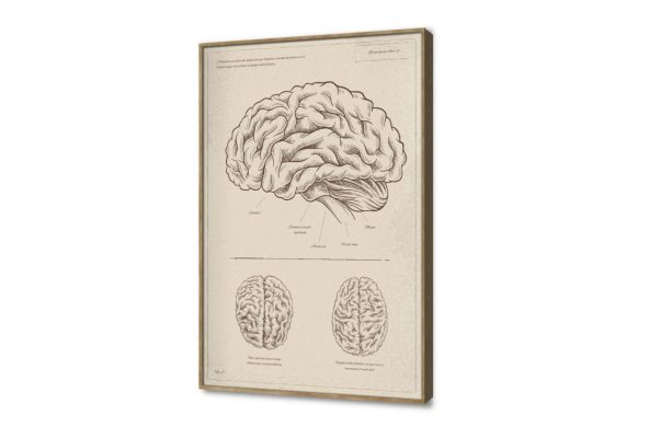 لوحة فنية بتصميم تشريحي لعضو المخ SA107420 كل التابلوهات المودرن, اعمال و شركات, علوم, عيادات - طبيه - مستشفيات ابيض - اوف وايت, اسود بسيط و هادئ, ديجيتال آرت, مودرن مكاتب – شركات - اعمال ببرواز, برواز خشبى, مستطيل