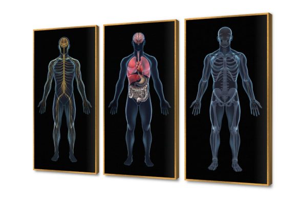 لوحات حائط لرسومات تشريح جسم الانسان SA107041 كل التابلوهات المودرن, اعمال و شركات, علوم, عيادات - طبيه - مستشفيات اسود, الوان داكنة الستريشن - فيكتور, ديجيتال آرت, مودرن مكاتب – شركات - اعمال بالعرض, ببرواز, برواز ذهبى, مستطيل