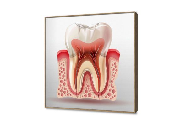 تابلوه مودرن طبى يوضح تشريح ضرس الإنسان SA107628 كل التابلوهات المودرن, اعمال و شركات, عيادات - طبيه - مستشفيات ابيض - اوف 와يت, احمر - نبيتى الستريشن - فيكتور, مودرن مكاتب – شركات - اعمال ببرواز, برواز خشبى, مربع