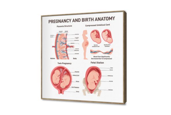 تابلوه مودرن كانفاس تشريح الحمل والولادة SA108896 كل التابلوهات المودرن, اعمال و شركات, عيادات - طبيه - مستشفيات ابيض - اوف 와يت, احمر - نبيتى, اسود ديجيتال آرت, قابل للتعديل, مودرن مكاتب – شركات - اعمال ببرواز, برواز خشبى, مربع