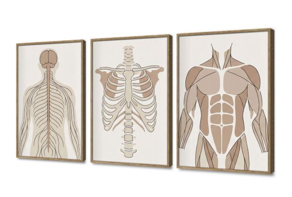 تابلوه مودرن كانفاس بتصميم تشريح جسم الإنسان SA109120 كل التابلوهات المودرن, اعمال و شركات, عيادات - طبيه - مستشفيات ابيض - اوف وايت, بنى - بيج الستريشن - فيكتور, بسيط و هادئ, رسم خطى, مودرن مكاتب – شركات - اعمال بالعرض, ببرواز, برواز خشبى, مستطيل