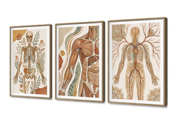 تابلوهات ديكور تشريح جسم الانسان الطبي SA109138 كل التابلوهات المودرن, اعمال و شركات, عيادات - طبيه - مستشفيات ابيض - اوف وايت, اخضر - زيتى, بنى - بيج ديجيتال آرت, لوحات فنية, مودرن مكاتب – شركات - اعمال بالعرض, ببرواز, برواز SF9, برواز خشبى, مستطيل