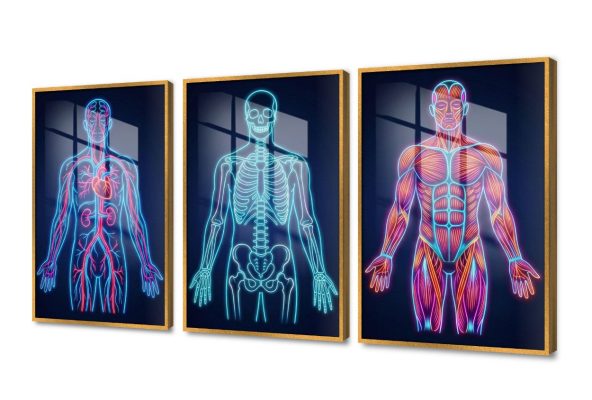 تابلوه مودرن كانفاس تشريح جسم الإنسان SA109145 كل التابلوهات المودرن, اعمال و شركات, عيادات - طبيه - مستشفيات احمر - نبيتى, ازرق - تركواز, الوان داكنة ديجيتال آرت, رسم خطى, مودرن مكاتب – شركات - اعمال اكريليك, بالعرض, ببرواز, برواز ذهبى, مستطيل